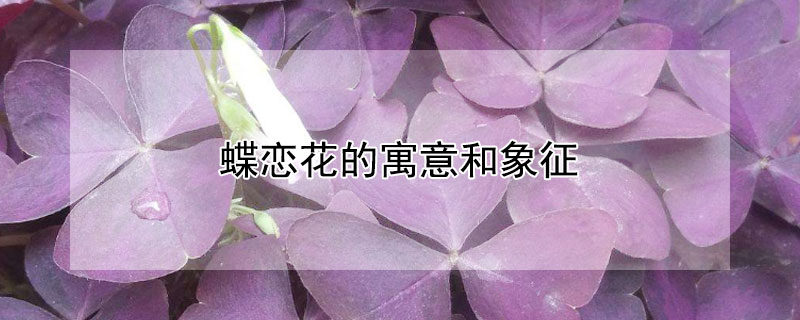 蝶恋花的寓意和象征 蝶恋花的寓意和象征视频