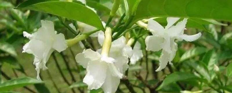 狗牙花修剪方法及时间 狗牙花可以剪枝叶吗?