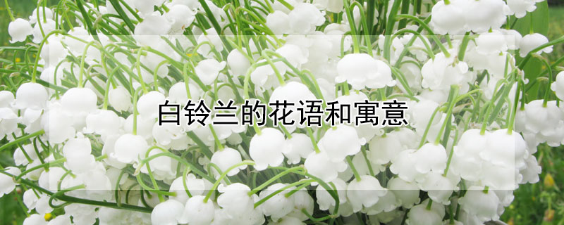 白铃兰的花语和寓意(铃兰花的花语和象征意义)