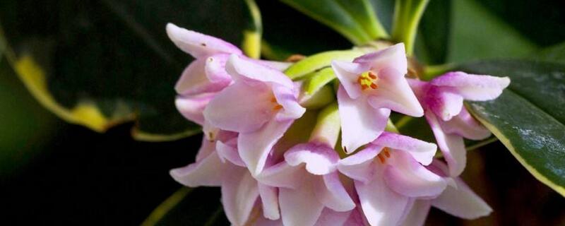 金边瑞香烂根咋办（金边瑞香的根开始烂了怎么办）