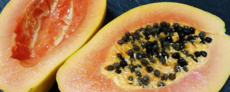 木瓜种子怎么种(木瓜种子怎么种植方法)