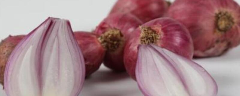 红葱头家庭种植方法(红葱头怎么栽)