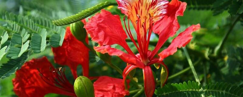 凤凰花怎么种植（火凤凰花的种植方法）