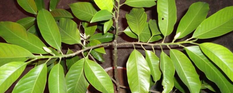 黄桷兰叶子发黄掉落 黄桷兰新发的叶子也掉了