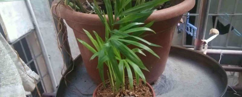 富贵椰子多久浇一次水（富贵椰子树几天浇一次水）