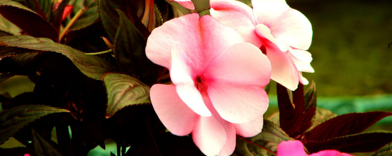 凤仙花叶子卷边干枯 凤仙花叶子卷边干枯,花苞掉落