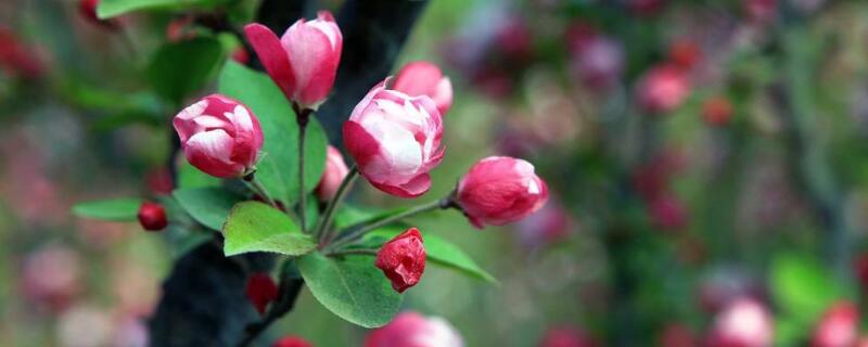 西府海棠怎么养（西府海棠怎么养殖）