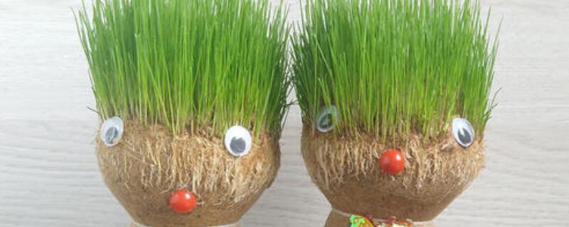 草头娃娃怎么种植 草头娃娃种植方法