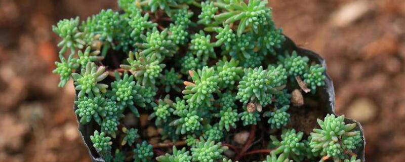 薄雪万年草如何繁殖 薄雪万年草图片及种植方法