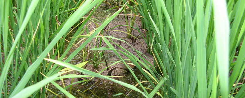 荸荠水培技术(荸荠栽培技术)