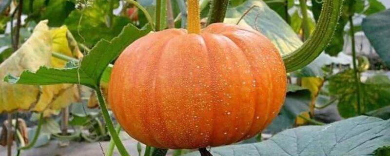 南瓜只开花不结果是什么原因(南瓜不开花不结果)