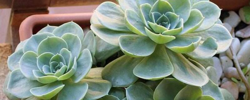 石莲花多肉植物怎么养（蓝石莲花多肉植物怎么养）
