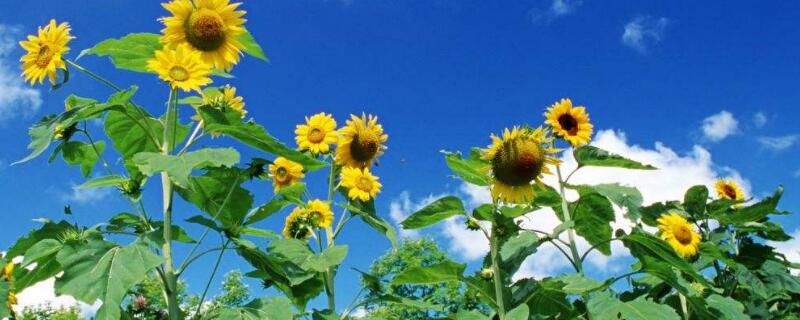 太阳花冬天怎么过冬 太阳花冬天怎么过冬怎么养