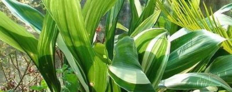 一叶兰叶子打卷多久恢复 新买的兰花叶子都打卷还能活吗