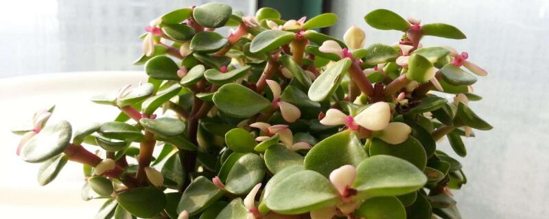 金枝玉叶掉叶子的原因和解决方法（多肉金枝玉叶掉叶子的原因和解决方法）