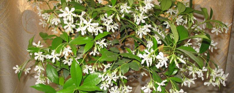 风车茉莉如何修剪 风车茉莉如何修剪球形