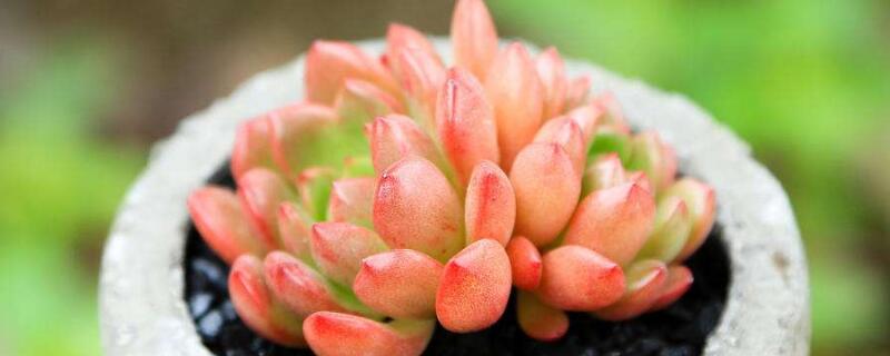 多肉红宝石变红的诀窍 多肉红宝石怎么上色