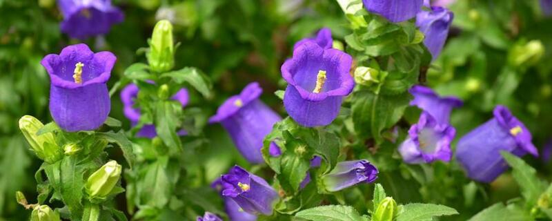 风铃花怎么浇水（风铃花如何浇水）