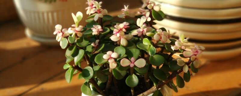 金枝玉叶怎么养成老桩（金枝玉叶怎么养成老桩视频）