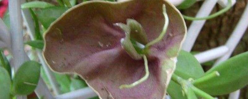 玉荷包的养殖方法 玉荷包怎么养