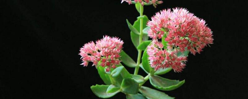 八宝景天需要打顶么（八宝景天打顶后还能开花吗）