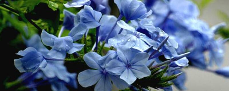 蓝雪花怎样垂吊(蓝雪花吊挂)