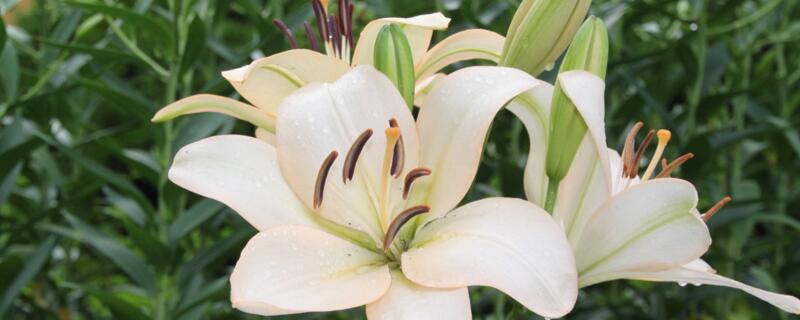 百合盆栽怎么养(百合盆栽怎么养殖方法)