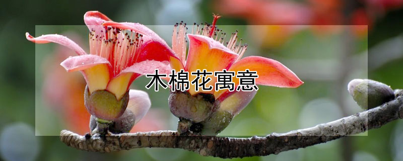 木棉花寓意（毕业送木棉花寓意）