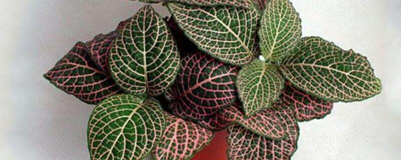 红网纹草怎么浇水 网纹草的养殖方法和注意事项:浇水很严格