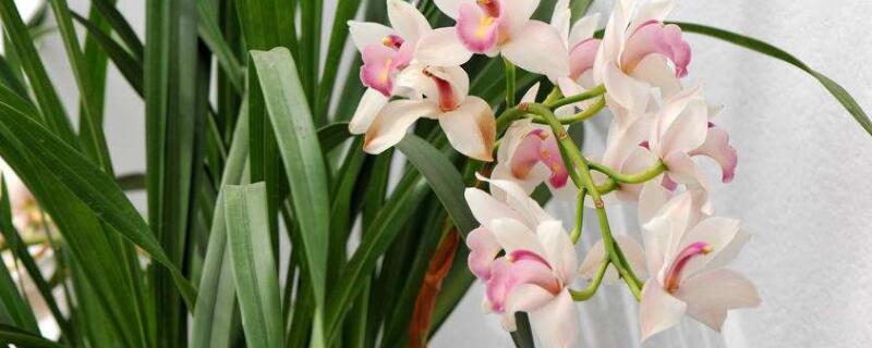 米兰怎么过冬 米兰怎么过冬需要打枝吗