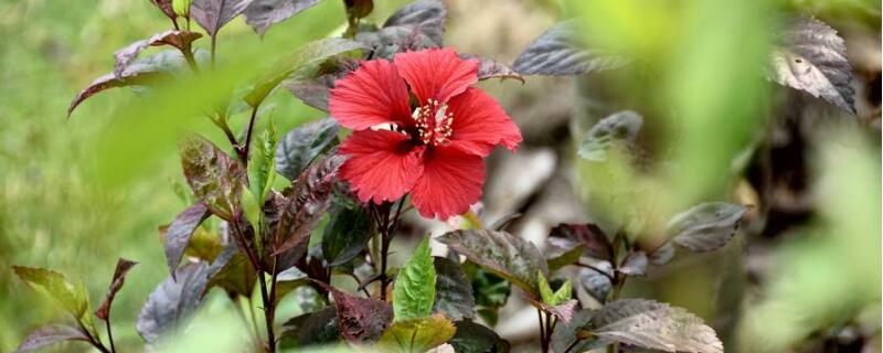 扶桑花什么季节修剪好（扶桑花何时修剪?怎样修剪?）