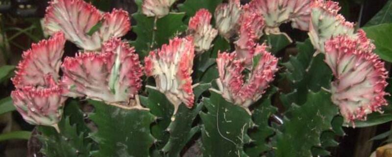 龙骨花喜欢阳光吗 龙骨植物喜欢阳光吗?