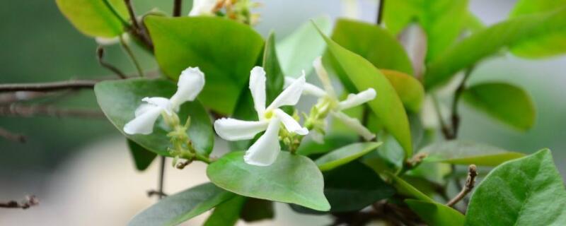 风车茉莉怎么养(风车茉莉怎么养才能更旺盛)