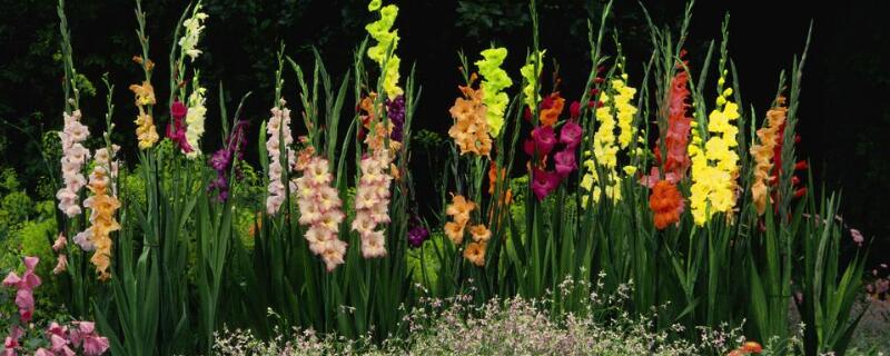 剑兰球怎么种植(剑兰球怎么种植啊)