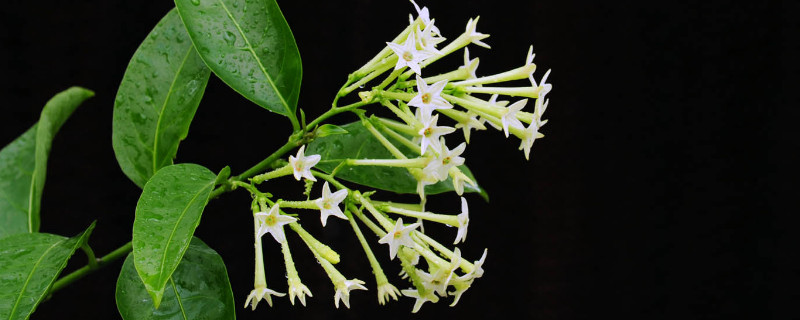 夜来香怎么移植 夜来香怎么移栽