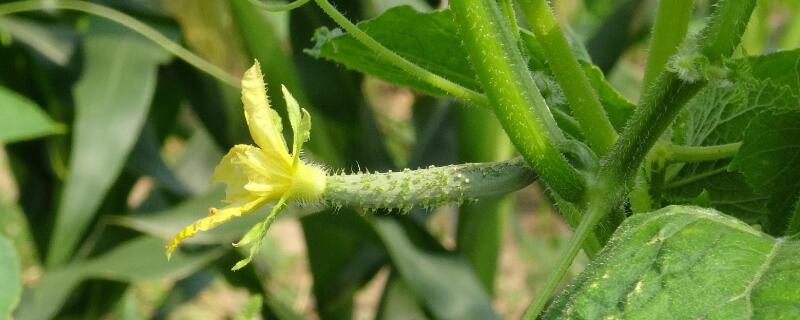 黄瓜黄叶子是怎么回事 黄瓜出现黄叶子怎么办