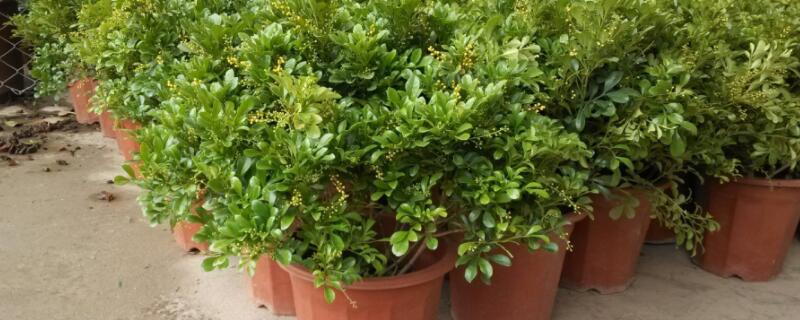 米兰花的养殖方法（米兰花的养殖方法扦插）