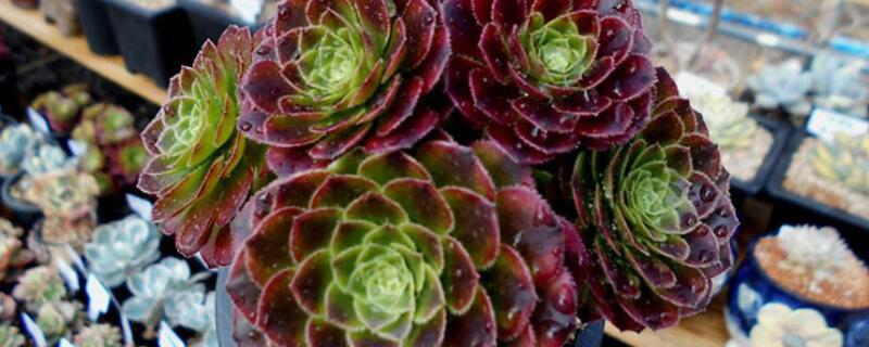 嘉年华多肉怎么养（嘉年华多肉用什么土）