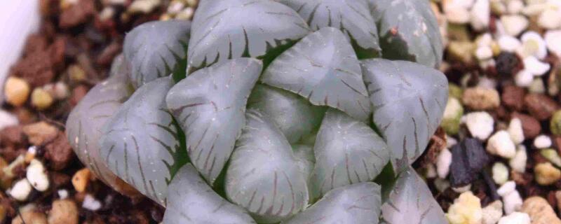 玉露变成褐色了怎么办 玉露变成褐色还能恢复吗