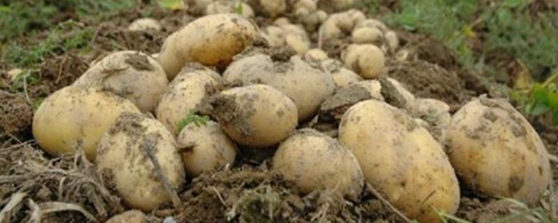 士豆什么时候可以种 士豆种多久