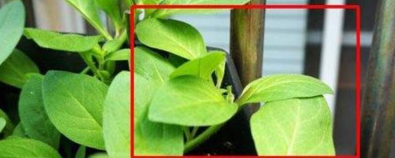 植物打顶后还能长高吗(打顶后还能长高么)