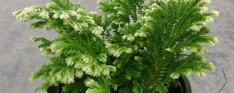 盆栽小叶卷柏怎么养（大叶卷柏和小叶卷柏哪个好养）