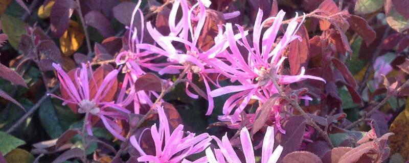 红花继木怎么施肥 红花继木施什么肥料最好