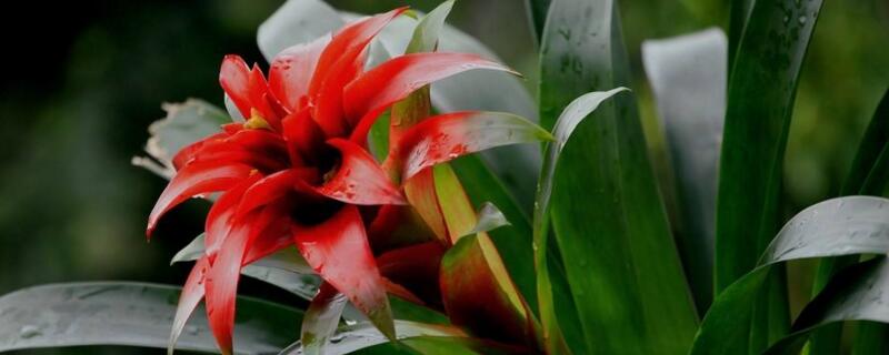 鸿运当头枯萎了补救 鸿运当头枯萎了怎么救