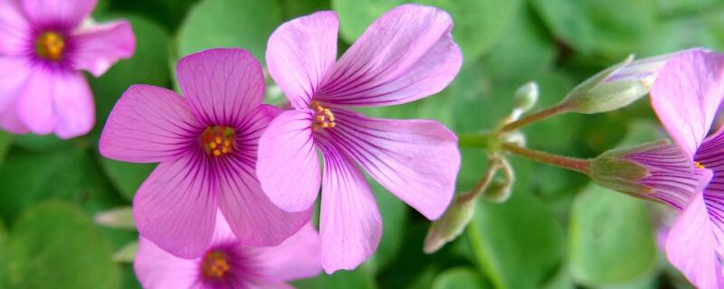酢浆草怎么扦插（酢浆草怎么扦插视频）