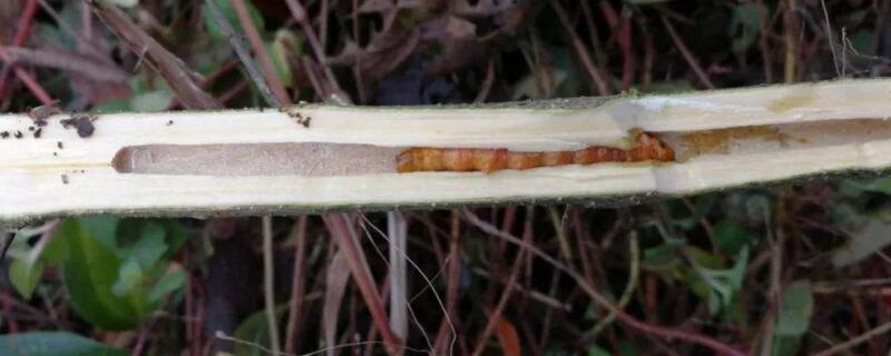 月季茎蜂用什么药 月季叶蜂用什么药