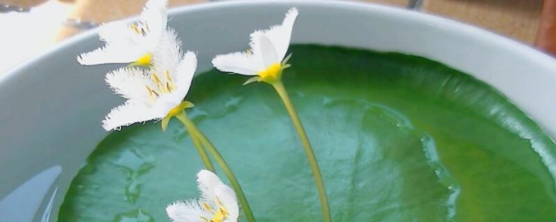 一叶莲叶子发黄腐烂（一叶莲叶子边缘发黄腐烂）