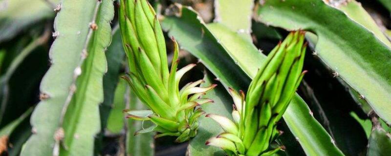 龙骨不长什么原因（龙骨不生长的原因）