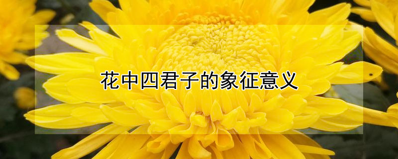 花中四君子的象征意义（花中四君子的象征意义和诗句）