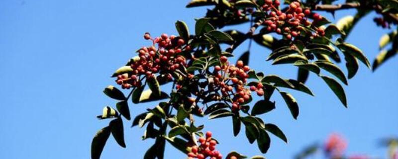 花椒树盆栽养殖方法（花椒树的养殖方法）